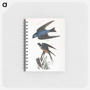 アートメモ帳-The White-bellied Swallow (Hirundo bicolor) - ニューヨークの動物学 Memo.