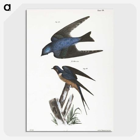 1-29_Zoology-of-New-York_picture-crop