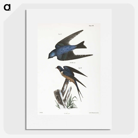 1-29_Zoology-of-New-York_picture