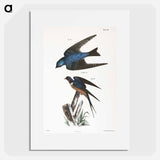 The White-bellied Swallow (Hirundo bicolor) - ニューヨークの動物学 Poster.