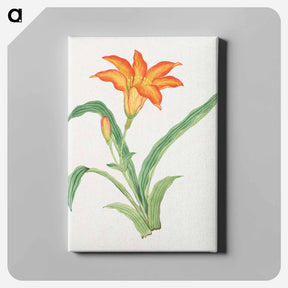 アートパネル-Hime kuwanso - 19世紀の日本の花 Canvas.