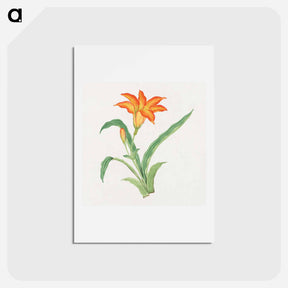アートポストカード-Hime kuwanso - 19世紀の日本の花 Postcard.