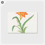 Hime kuwanso - 19世紀の日本の花 Postcard.