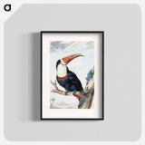 Red-billed Toucan - アールト シューマン Poster.