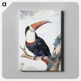 Red-billed Toucan - アールト シューマン Canvas.