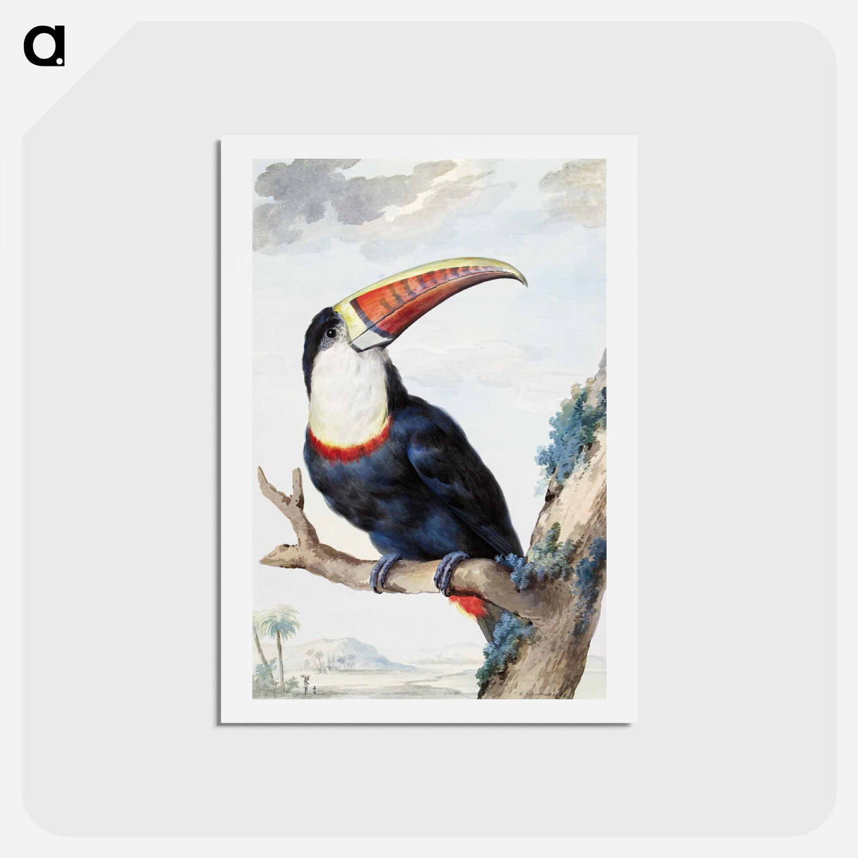 Red-billed Toucan - アールト シューマン Postcard.