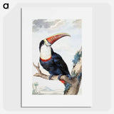 Red-billed Toucan - アールト シューマン Poster.