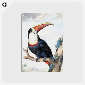 アートポストカード-Red-billed Toucan - アールト シューマン Postcard.