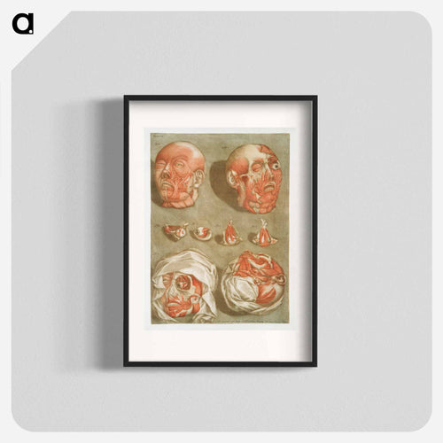 This fascinating collection of anatomical illustrations - アルノルド エロイ ゴーティエ ダゴティ Poster.