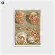 1-2_Arnauld-Eloi-Gautier-Dagoty_postcard