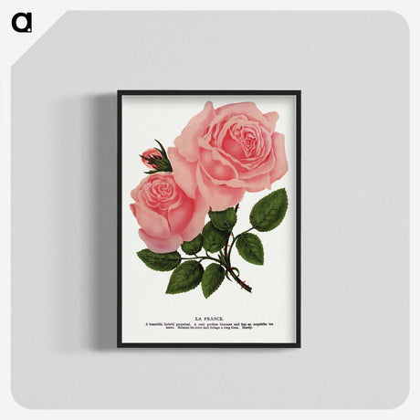 1-2_Botanical-Specimen-Plates_blk-crop