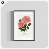 1-2_Botanical-Specimen-Plates_blk