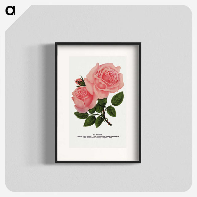 1-2_Botanical-Specimen-Plates_blk