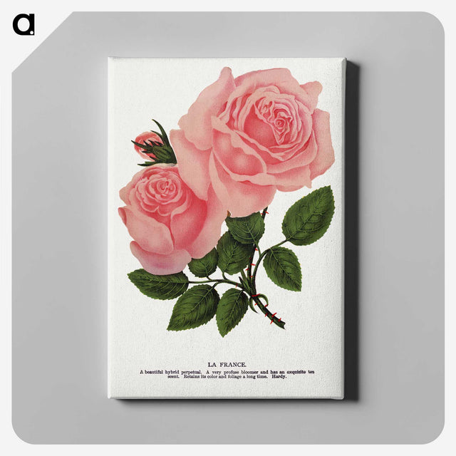 1-2_Botanical-Specimen-Plates_canvas