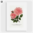 1-2_Botanical-Specimen-Plates_picture