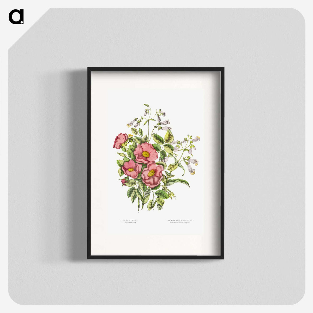 1-2_Canadian-Wild-Flowers_blk