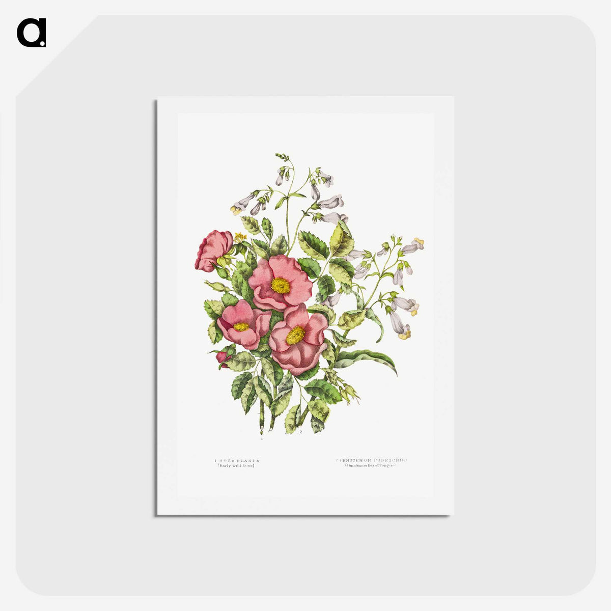 1-2_Canadian-Wild-Flowers_hagaki