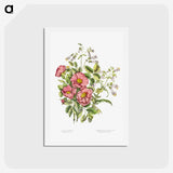 1-2_Canadian-Wild-Flowers_hagaki