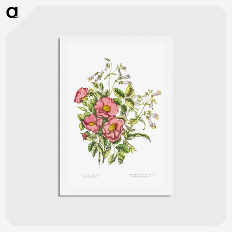 1-2_Canadian-Wild-Flowers_hagaki