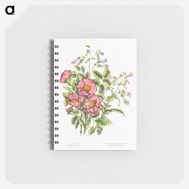 1-2_Canadian-Wild-Flowers_memo