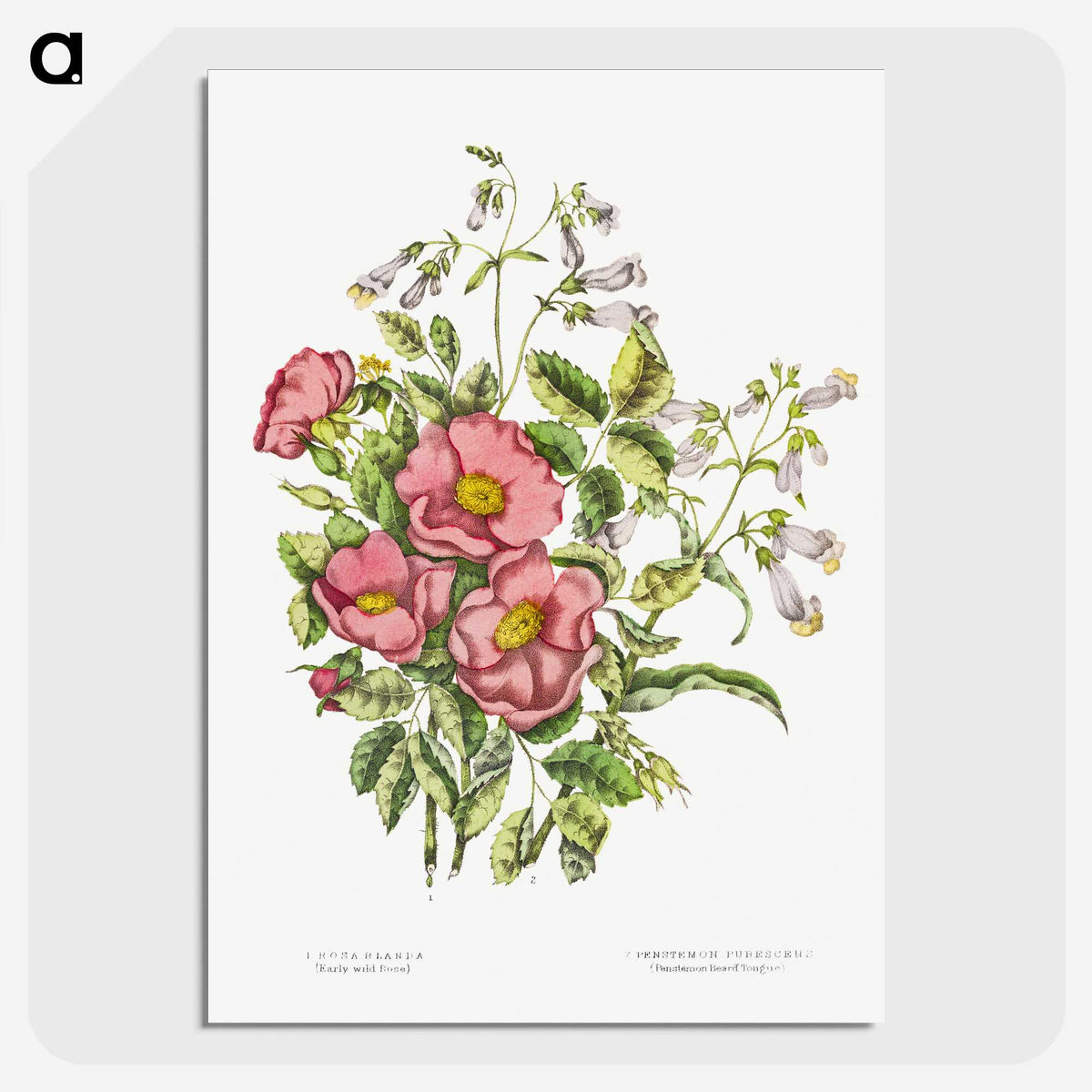 1-2_Canadian-Wild-Flowers_picture-crop