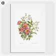 1-2_Canadian-Wild-Flowers_picture
