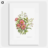 1-2_Canadian-Wild-Flowers_picture
