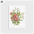 1-2_Canadian-Wild-Flowers_postcard
