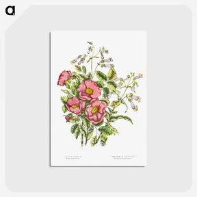 1-2_Canadian-Wild-Flowers_postcard