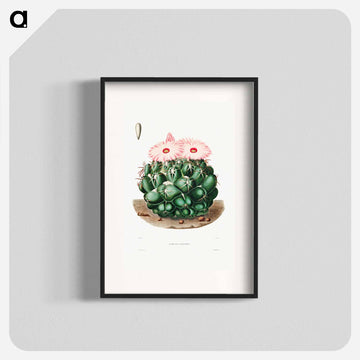 Elephant's Tooth Cactus
 - シャルル アントワーヌ ルメール Poster.