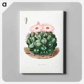 アートパネル-Elephant's Tooth Cactus
 - シャルル アントワーヌ ルメール Canvas.