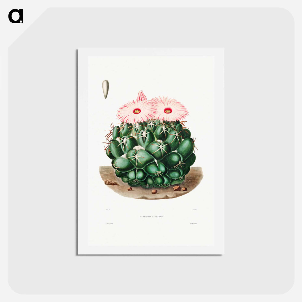 アートポストカード-Elephant's Tooth Cactus
 - シャルル アントワーヌ ルメール Postcard.