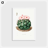 アートポストカード-Elephant's Tooth Cactus
 - シャルル アントワーヌ ルメール Postcard.