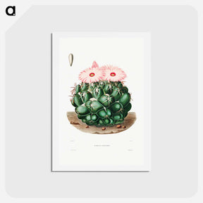 アートポストカード-Elephant's Tooth Cactus
 - シャルル アントワーヌ ルメール Postcard.