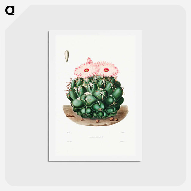 アートポストカード-Elephant's Tooth Cactus
 - シャルル アントワーヌ ルメール Postcard.