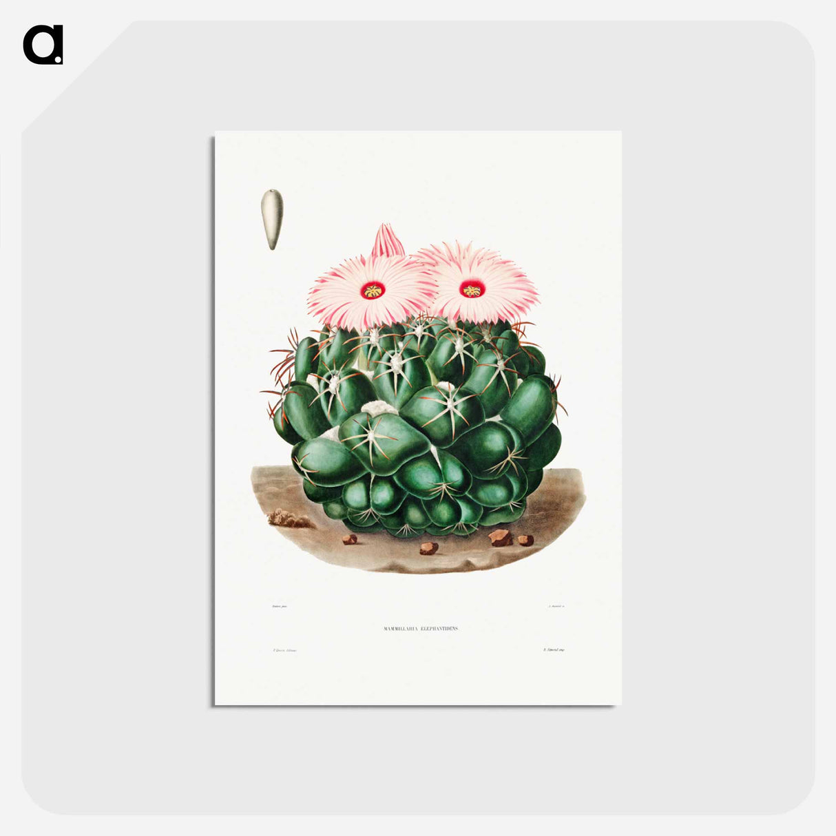 アートポストカード-Elephant's Tooth Cactus
 - シャルル アントワーヌ ルメール Postcard.