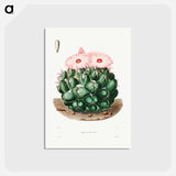 アートポストカード-Elephant's Tooth Cactus
 - シャルル アントワーヌ ルメール Postcard.