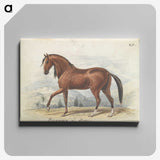 1-2_Charles-Hamilton-Smith_canvas