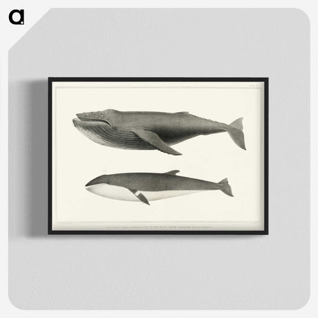 1-2_Charles-Melville-Scammon_blk-crop