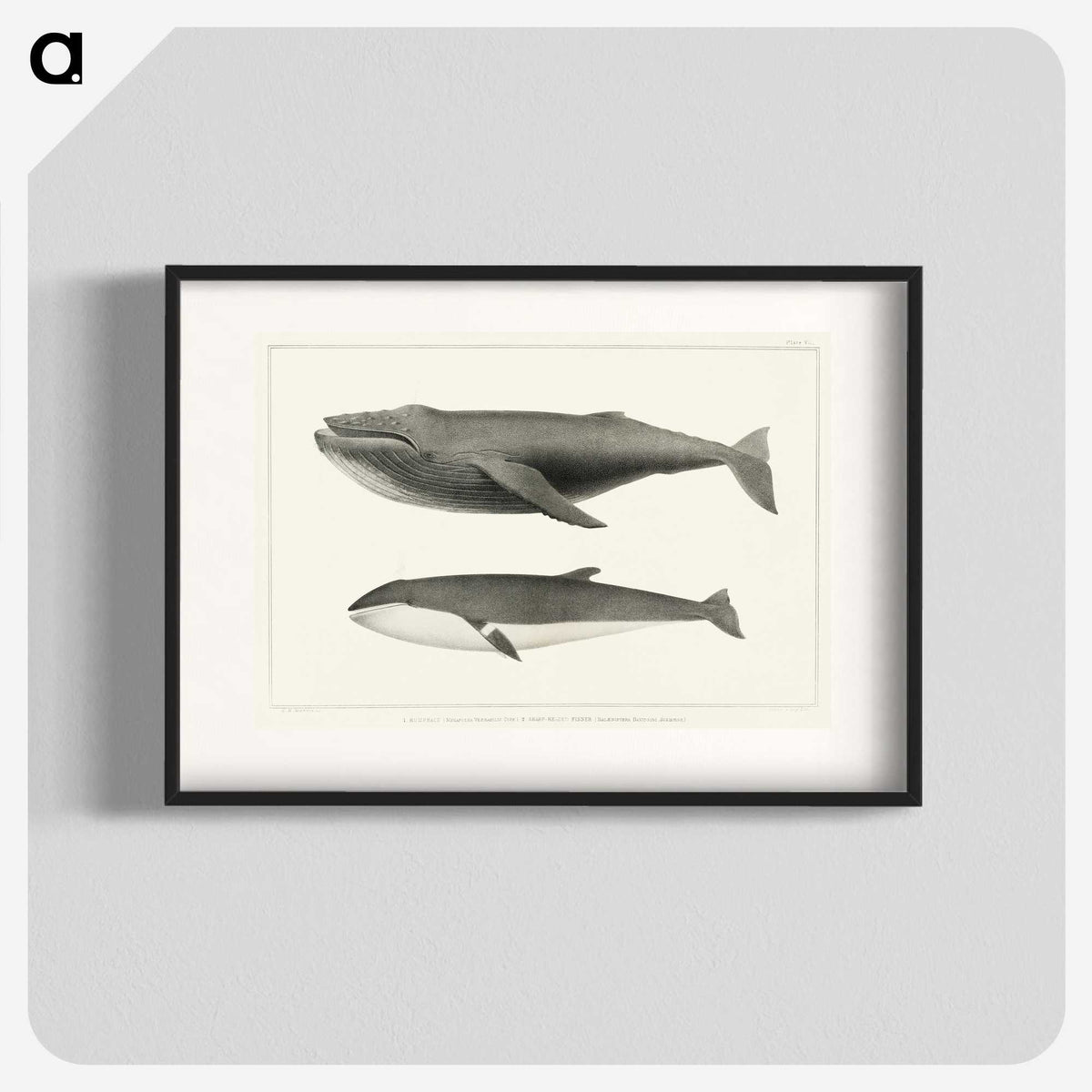 1-2_Charles-Melville-Scammon_blk