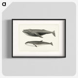 1-2_Charles-Melville-Scammon_blk