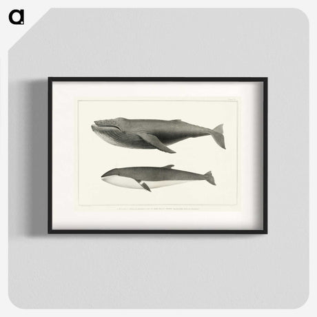 1-2_Charles-Melville-Scammon_blk