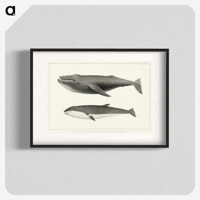 1-2_Charles-Melville-Scammon_blk