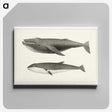 1-2_Charles-Melville-Scammon_canvas