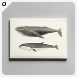 1-2_Charles-Melville-Scammon_canvas