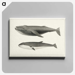 1-2_Charles-Melville-Scammon_canvas