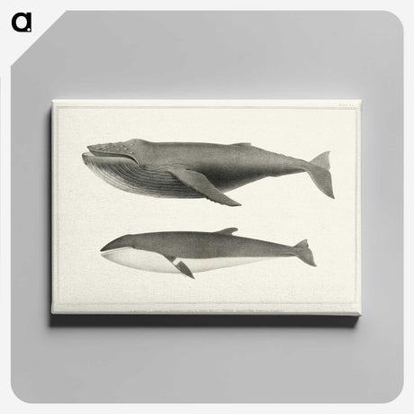 1-2_Charles-Melville-Scammon_canvas