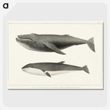 1-2_Charles-Melville-Scammon_picture-crop