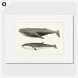 1-2_Charles-Melville-Scammon_picture
