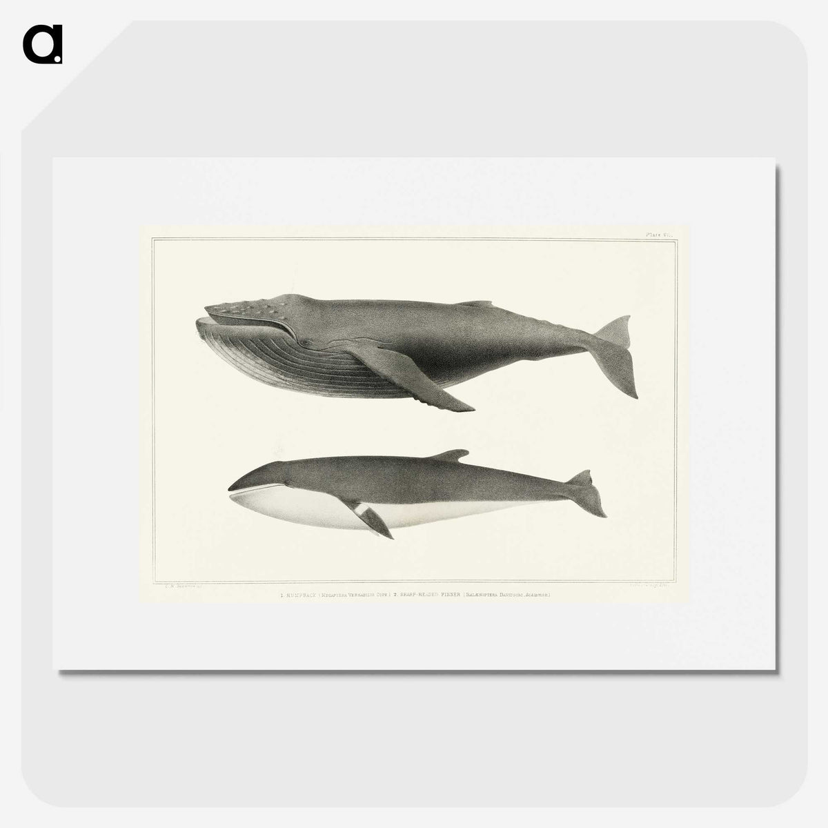 1-2_Charles-Melville-Scammon_picture
